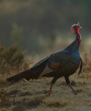 turkey walking