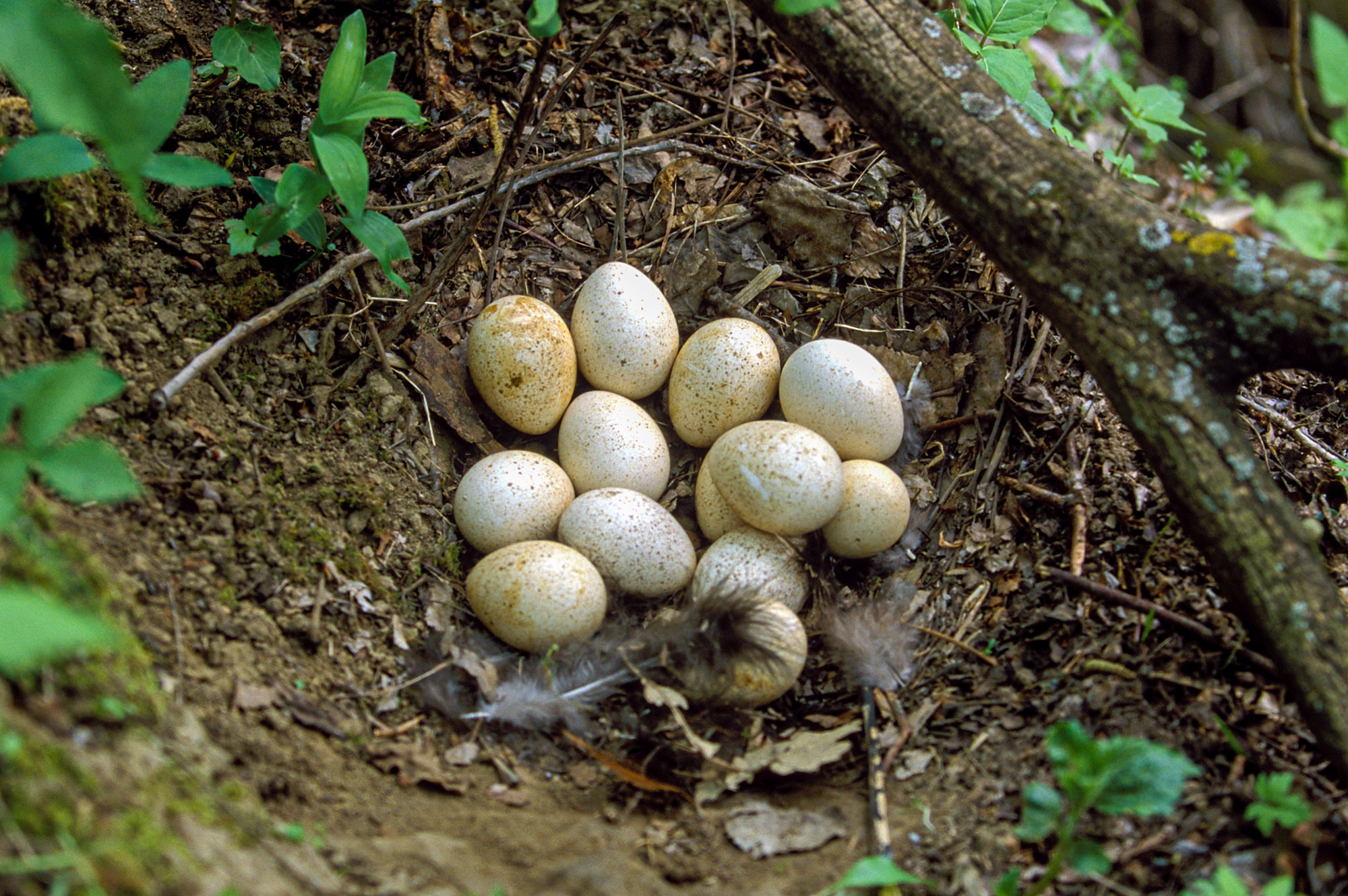 wild turkey nest
