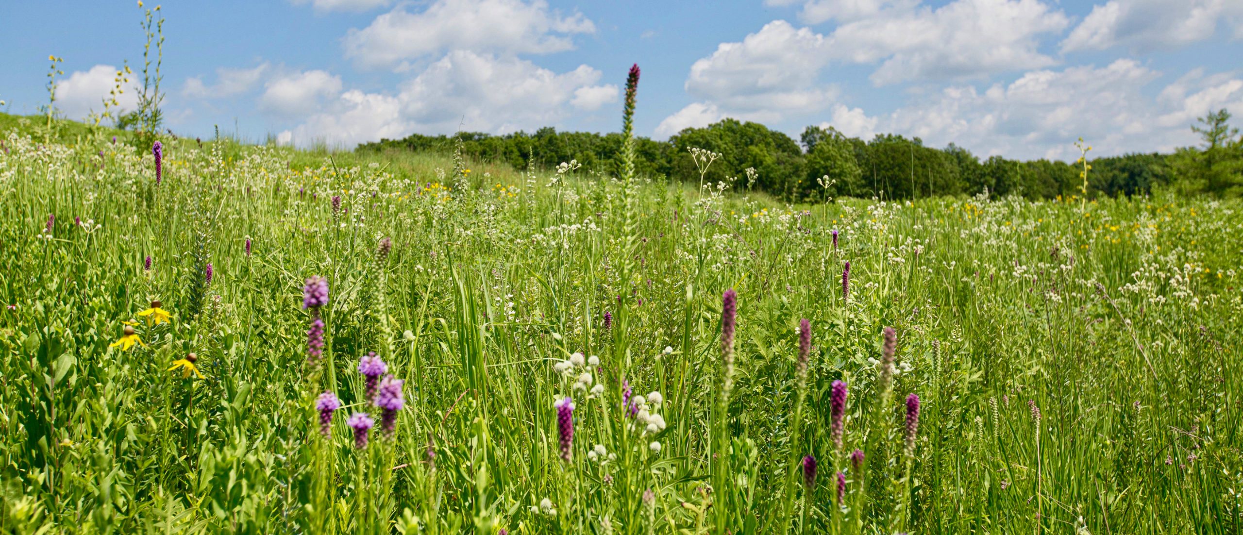 wildflowers in a field