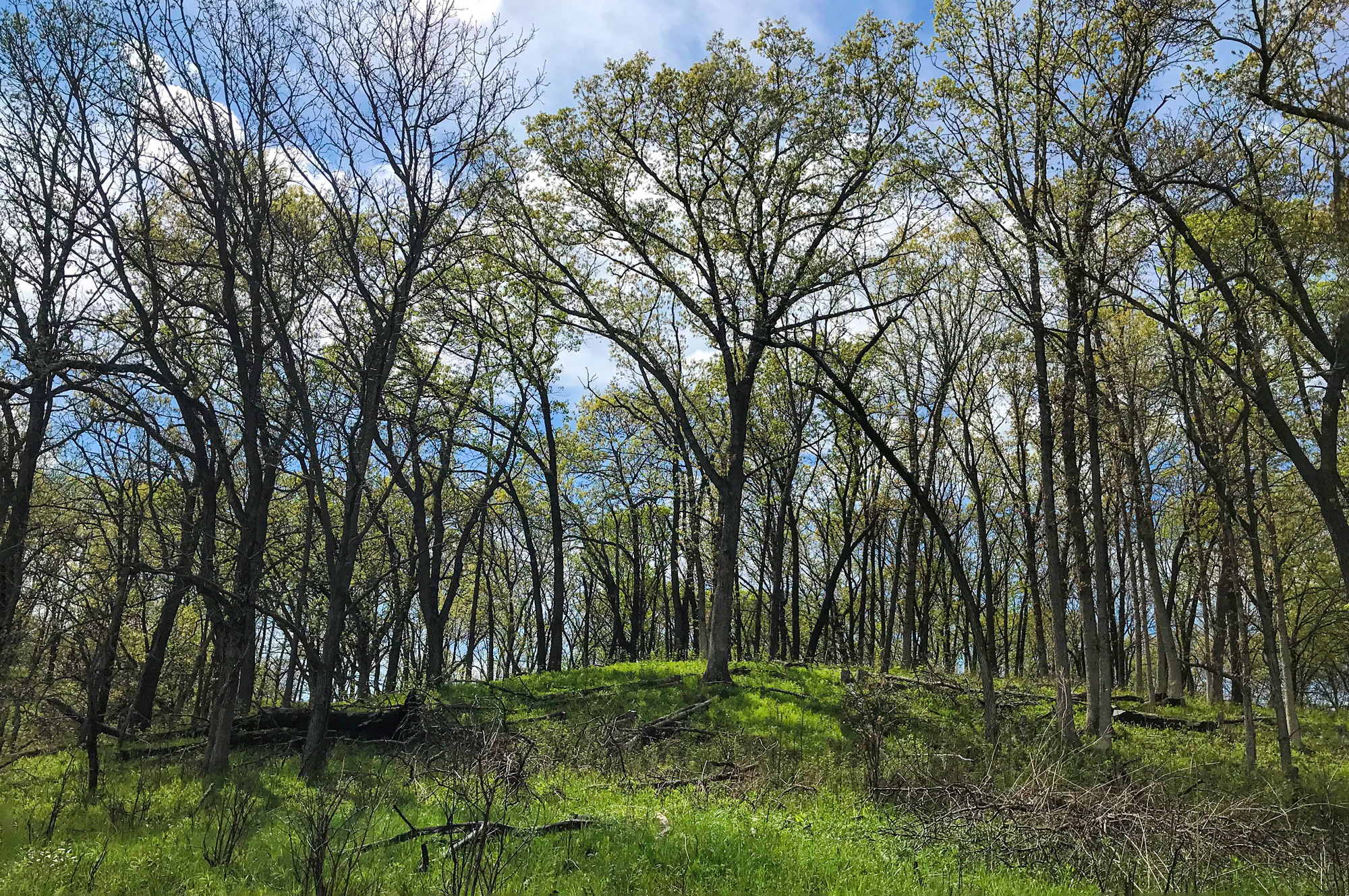 hardwood forest