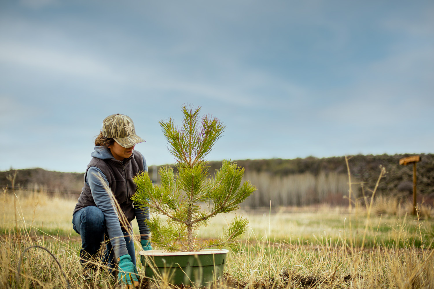 woman with a pine sapling in a planting bucket