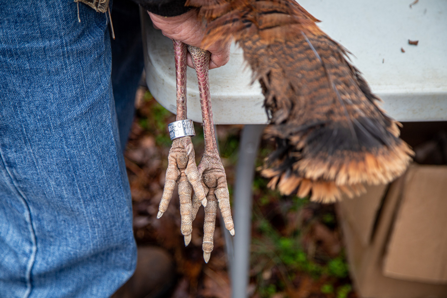 turkey with a band on its foot