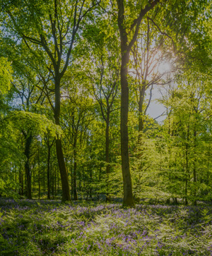 hardwood forest