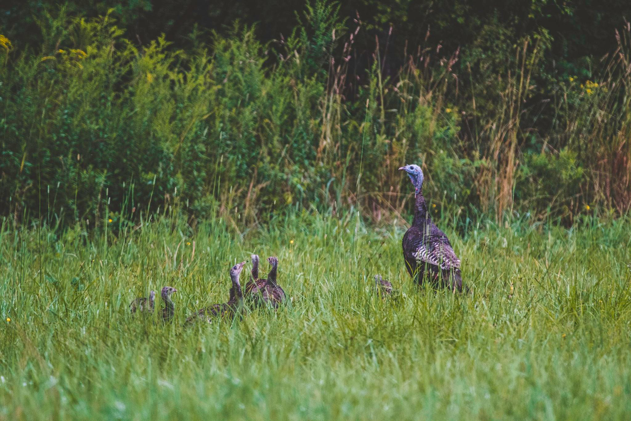 turkeys in a field edge.