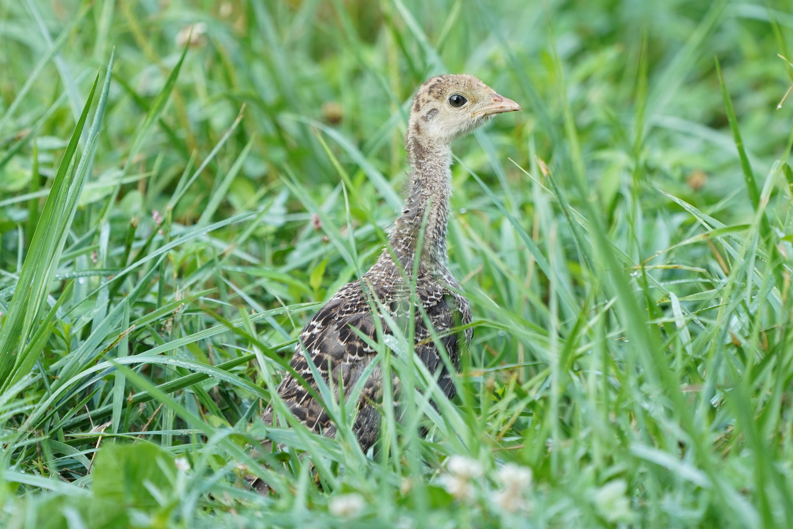 turkey poult in the grass