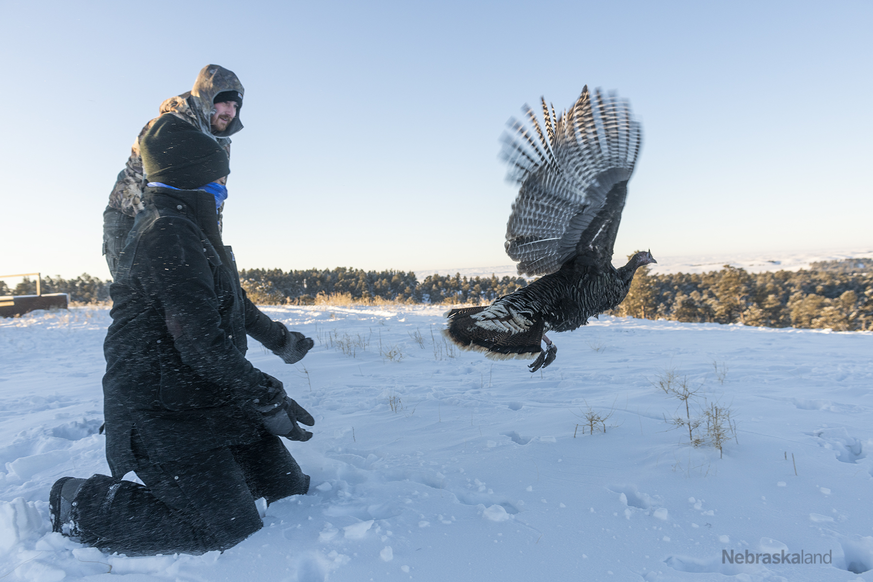 Researchers release a wild turkey