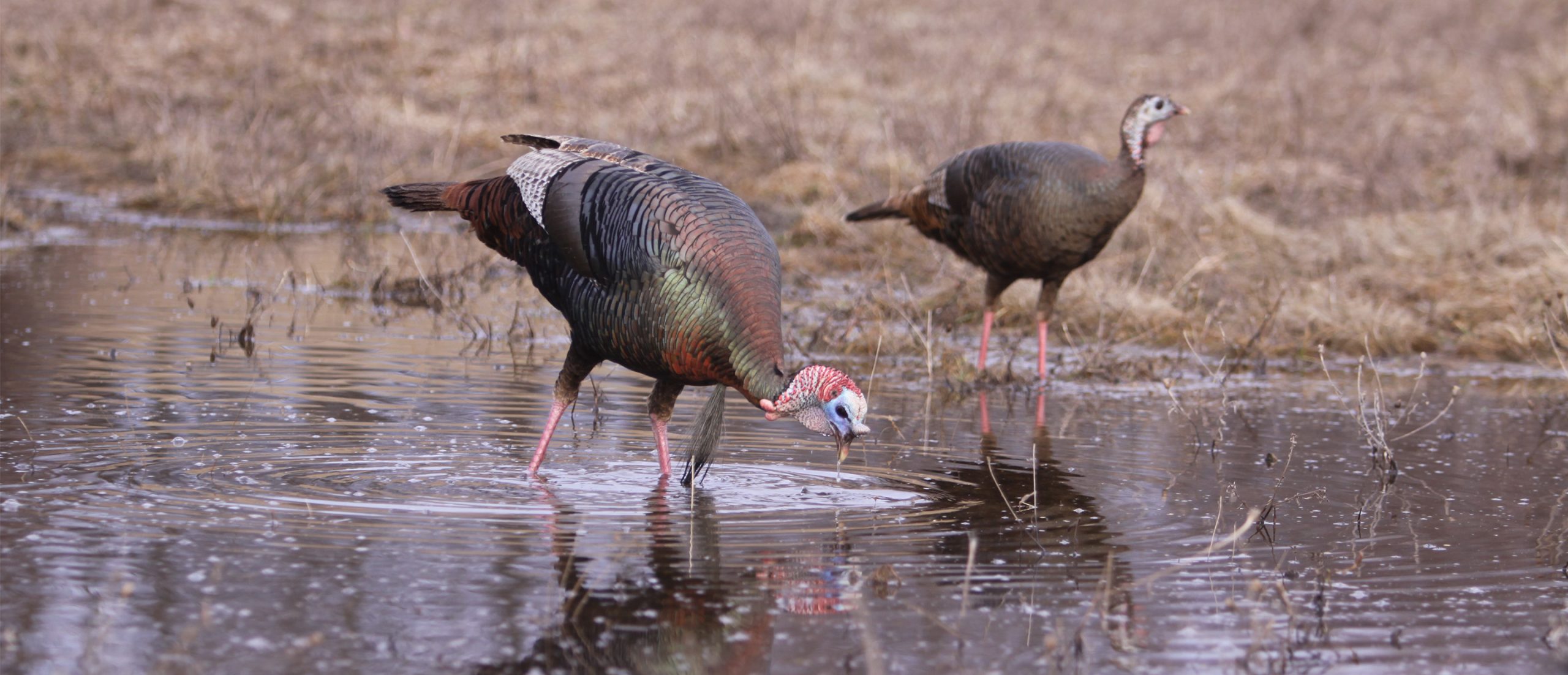 turkeys drinking water