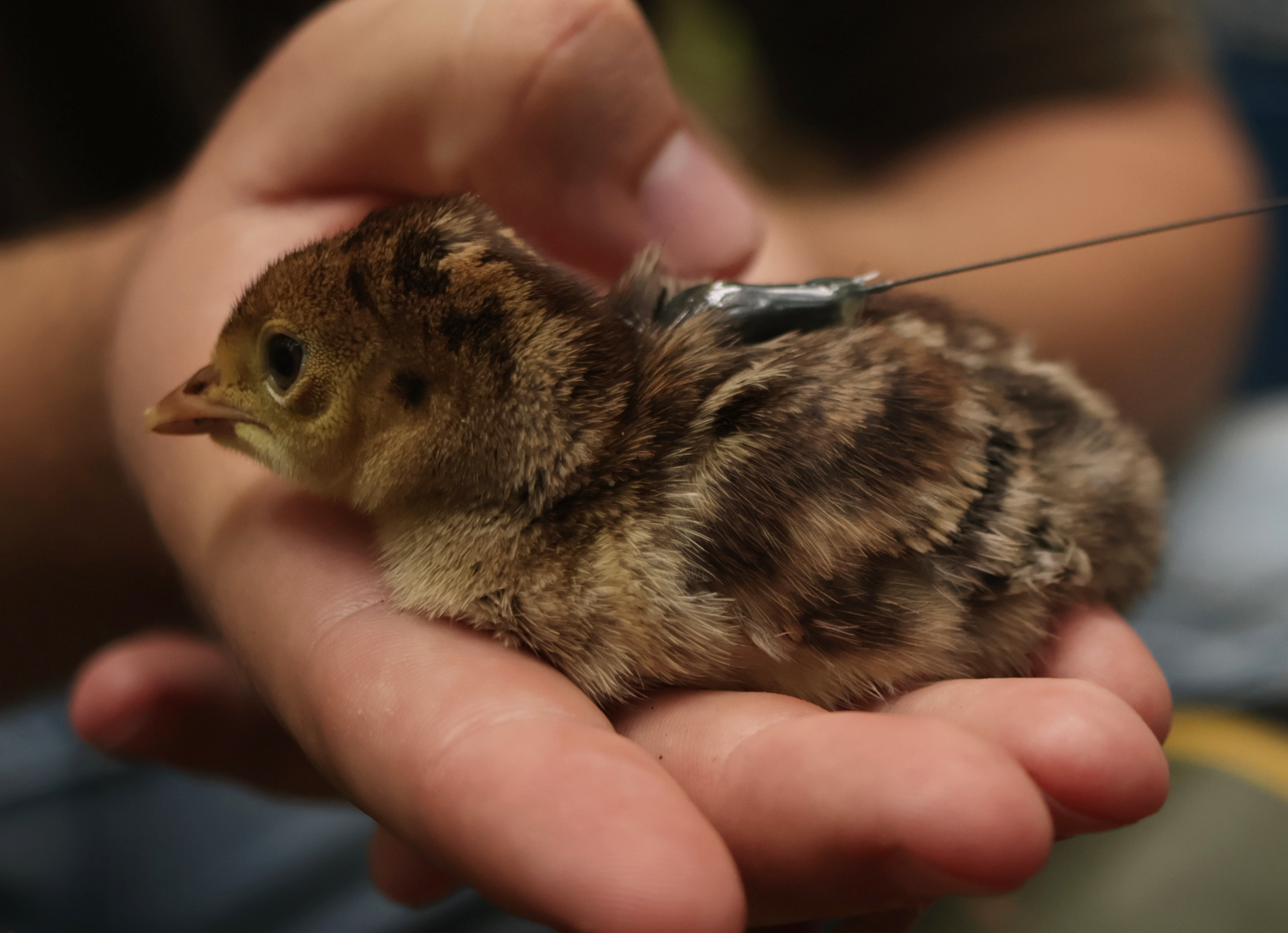 poult with transmitter