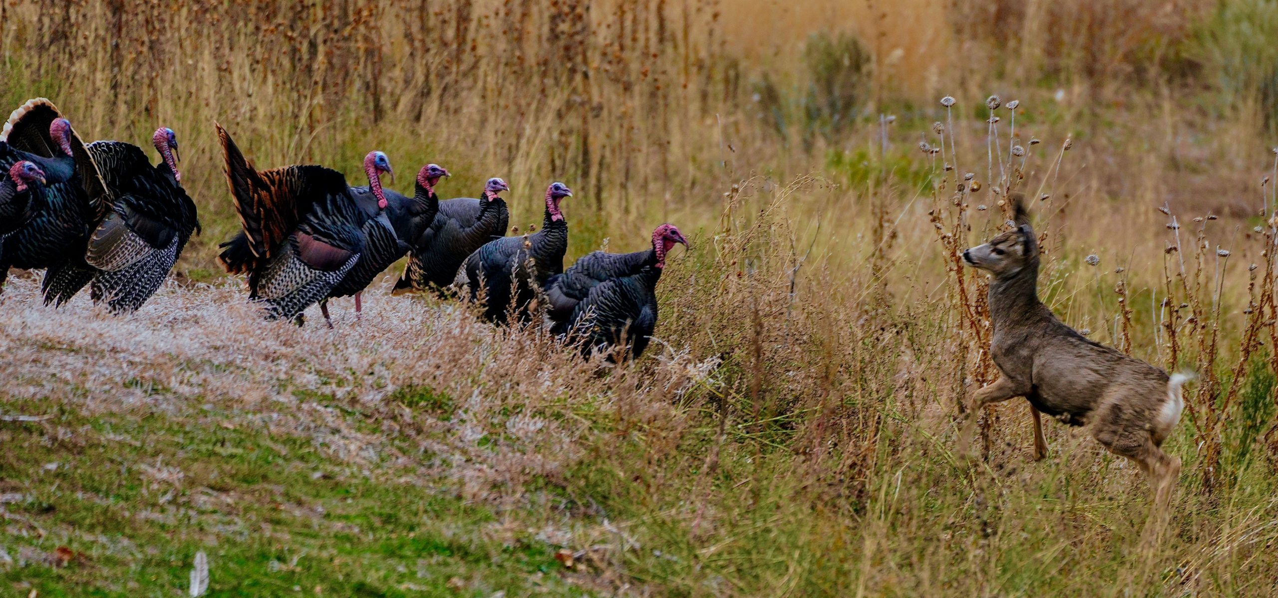 turkeys and a mule deer fawn in a field