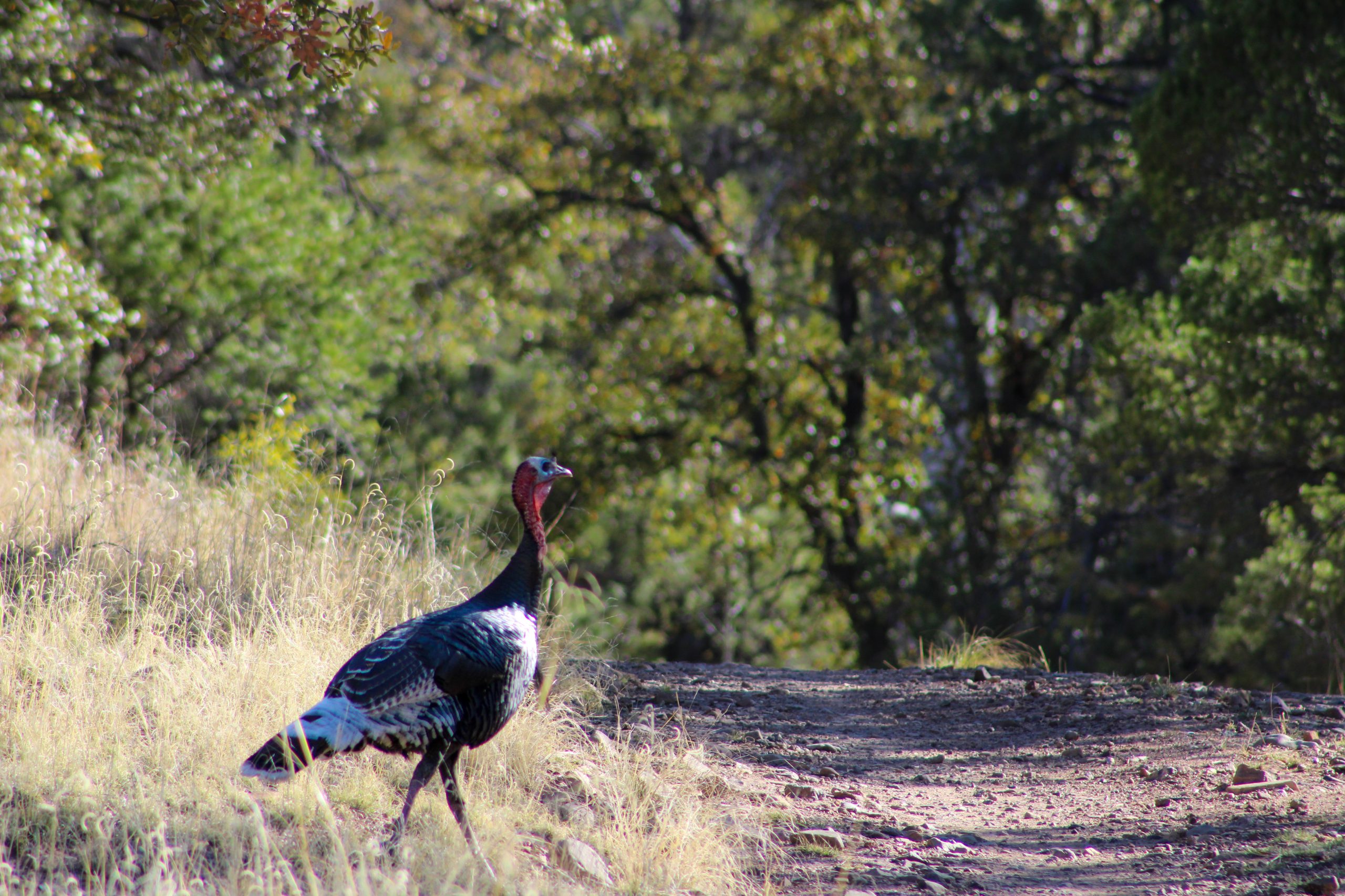 A Legacy Of Conservation Goulds Turkey Survey Highlights Collaborative Success The National