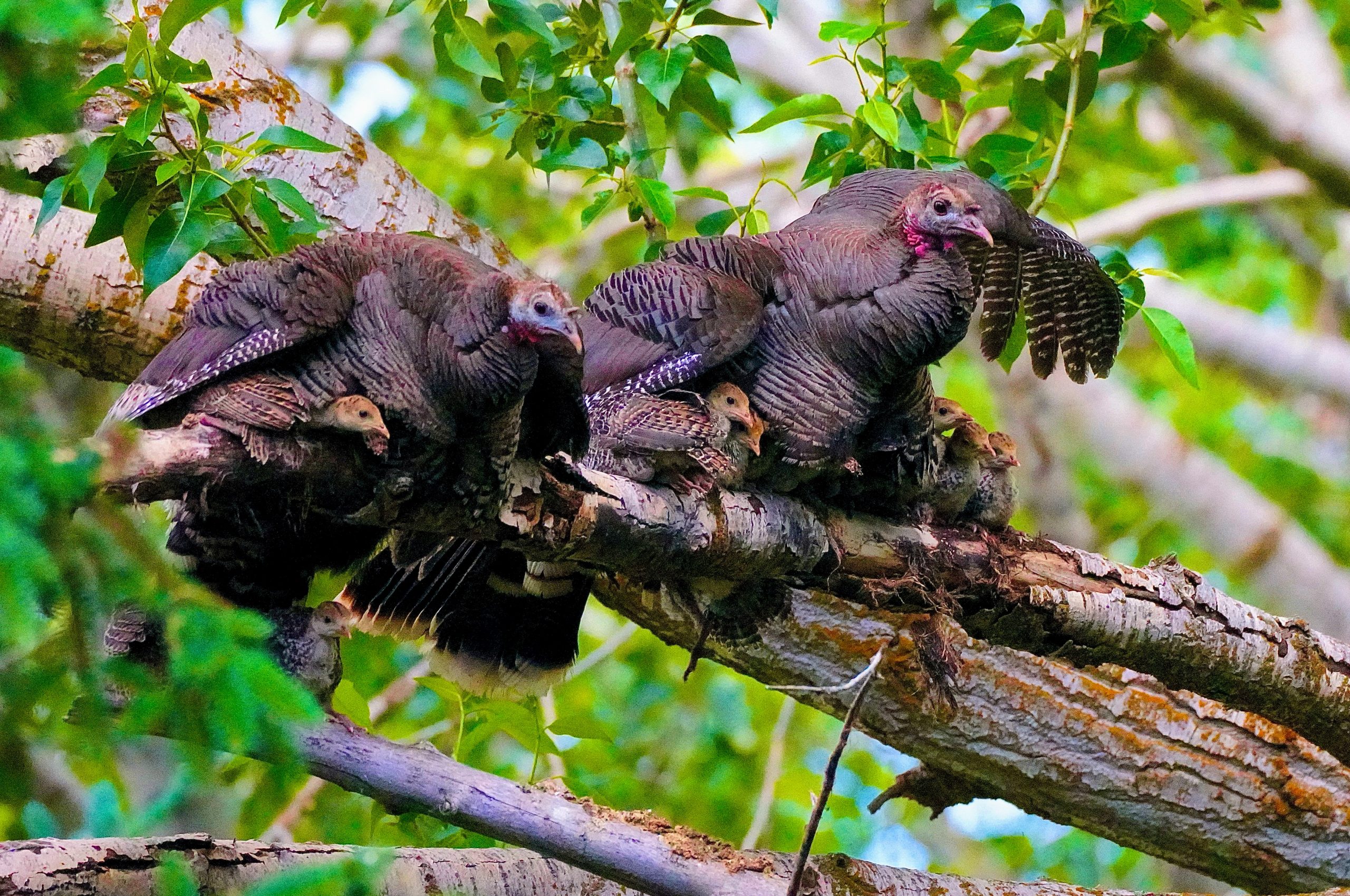 Help Manage Washington’s Game Bird Populations: Participate in Brood ...