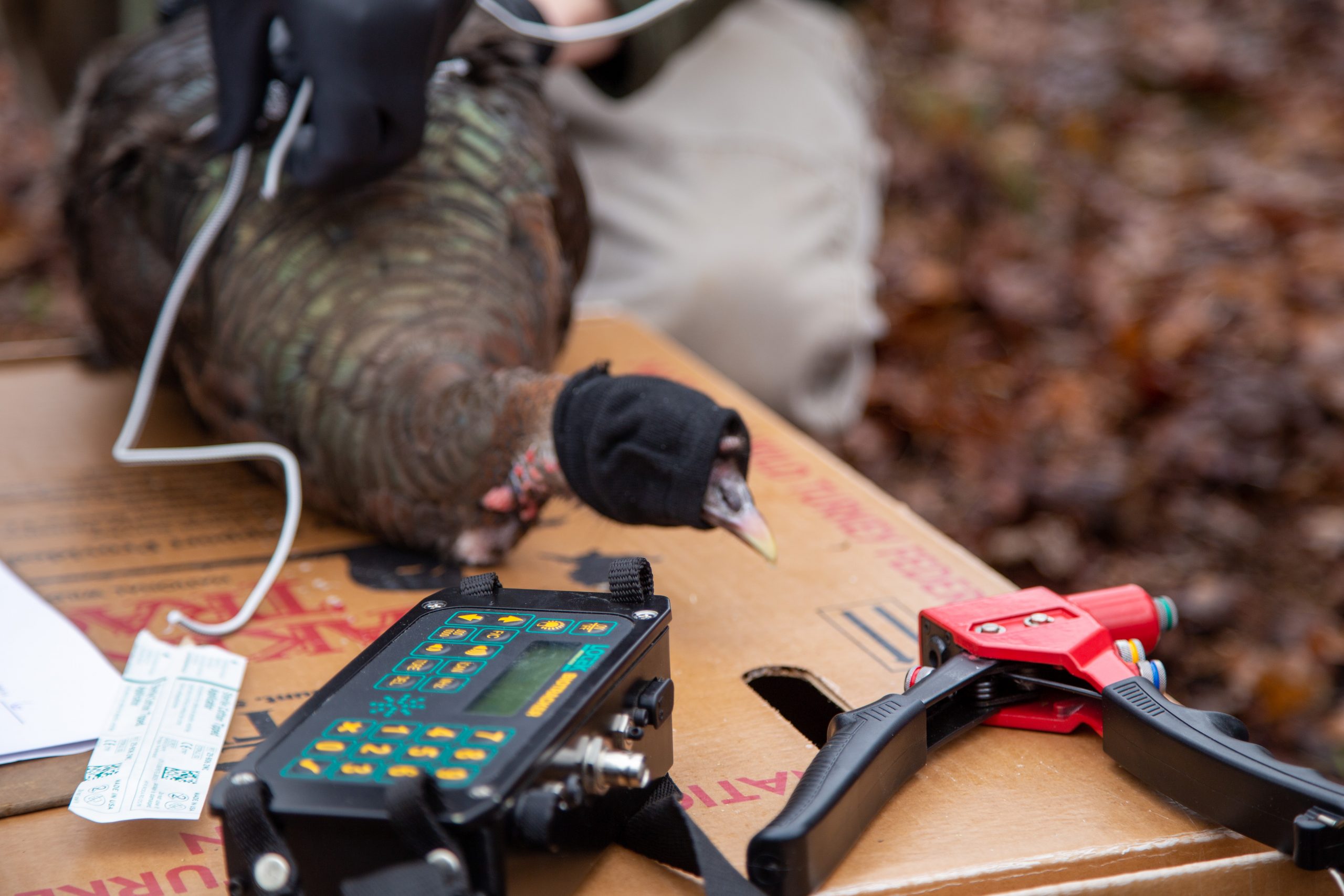 A wild turkey is being studied during a research project.