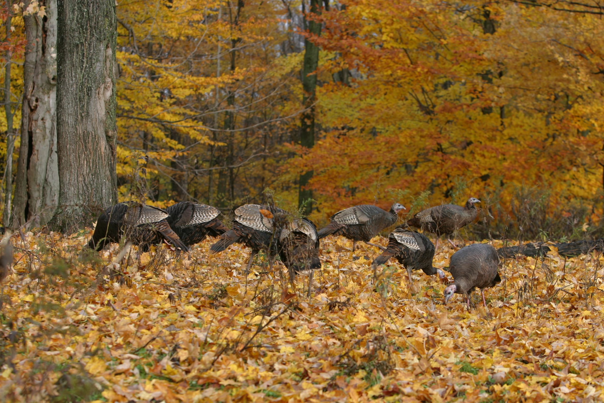 A flock of turkeys forage in the fall foilage.