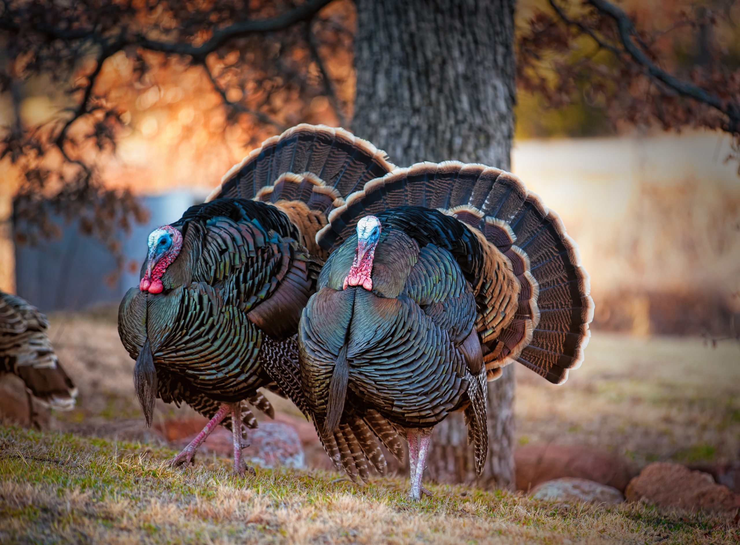 Two tom turkeys strutting