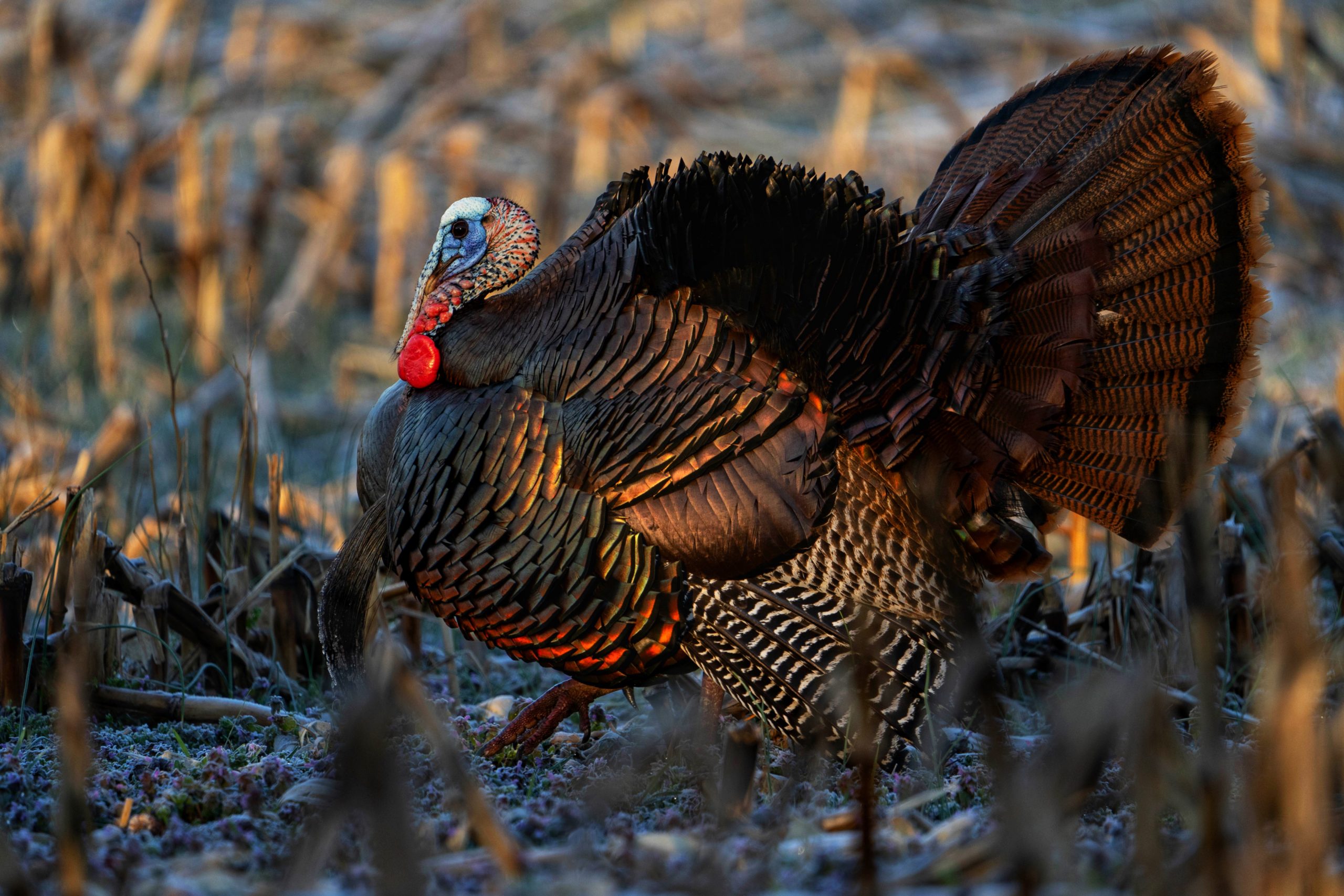 Wild turkey tom strutting