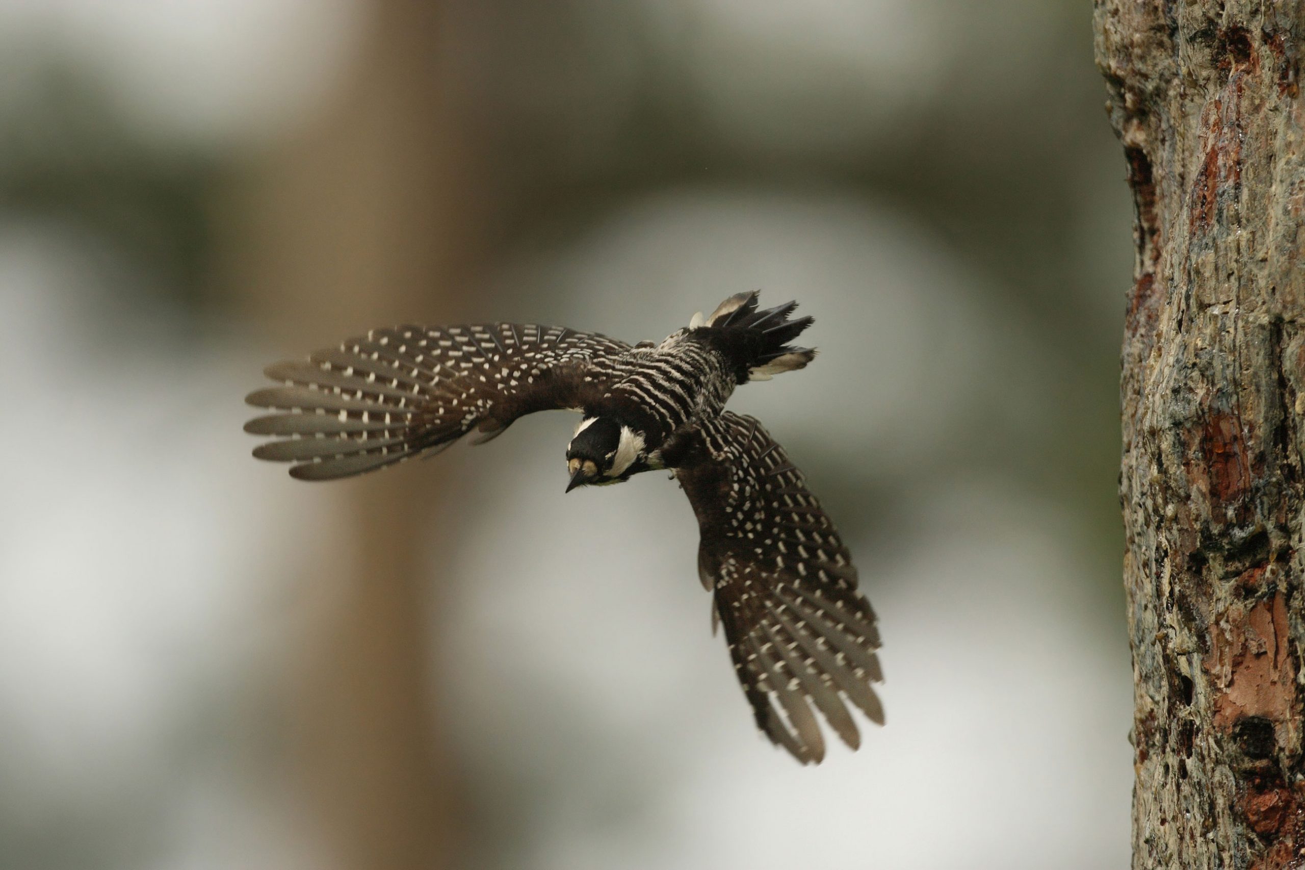 Red-cockaded woodpecker flies by a tree in the francis-marion national forest