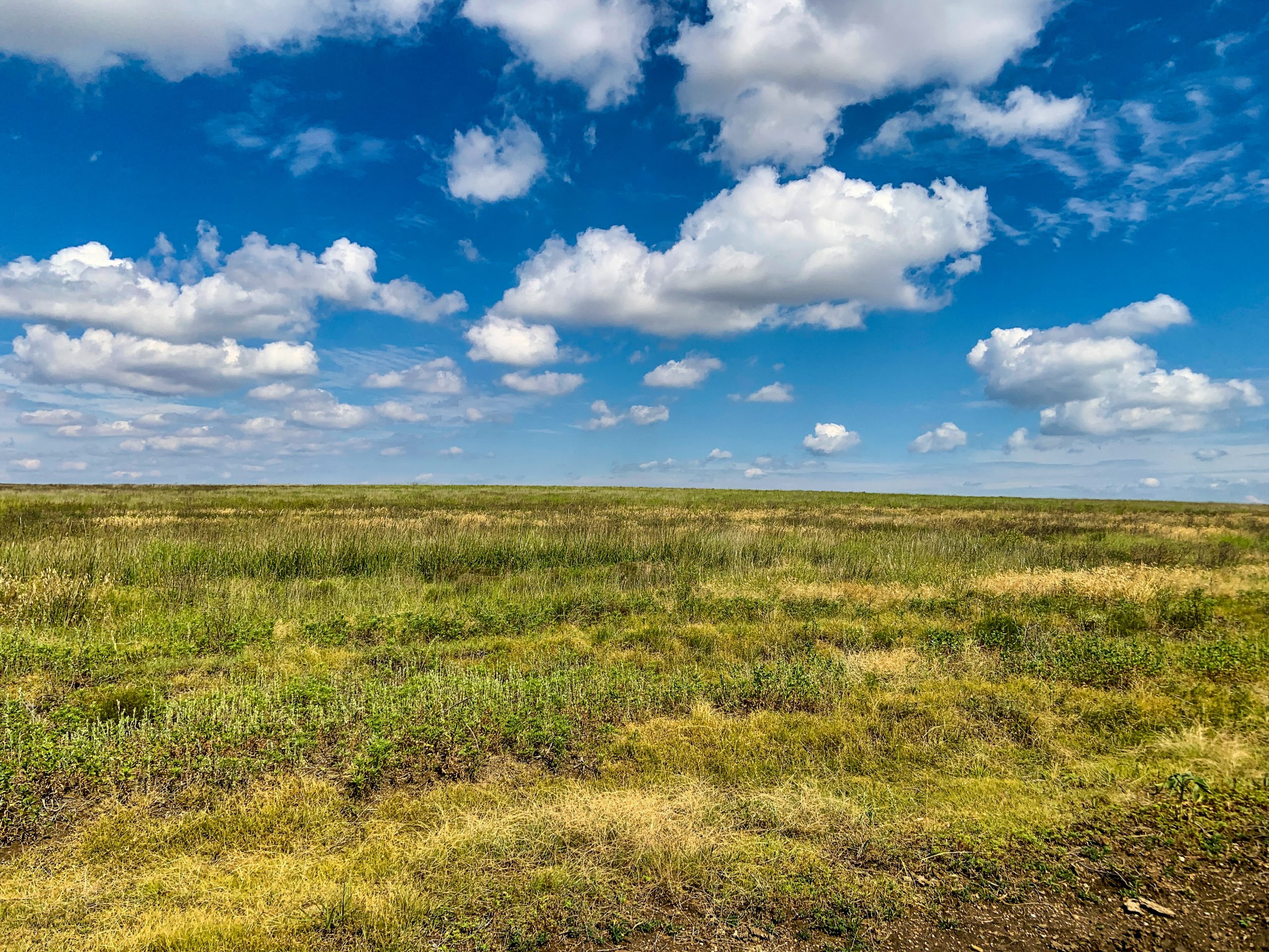 Kansas Grassland