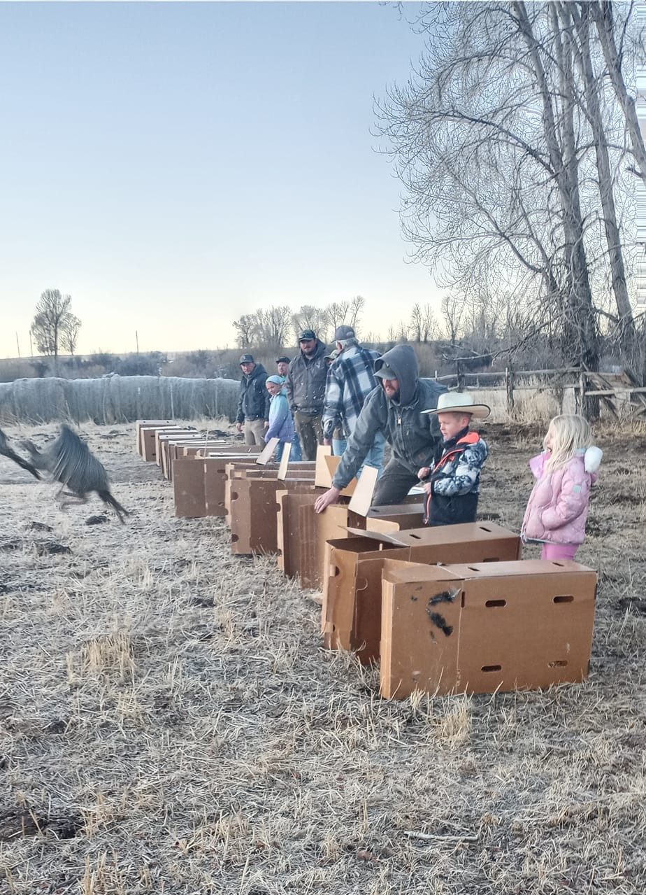 Turkey release in Nevada