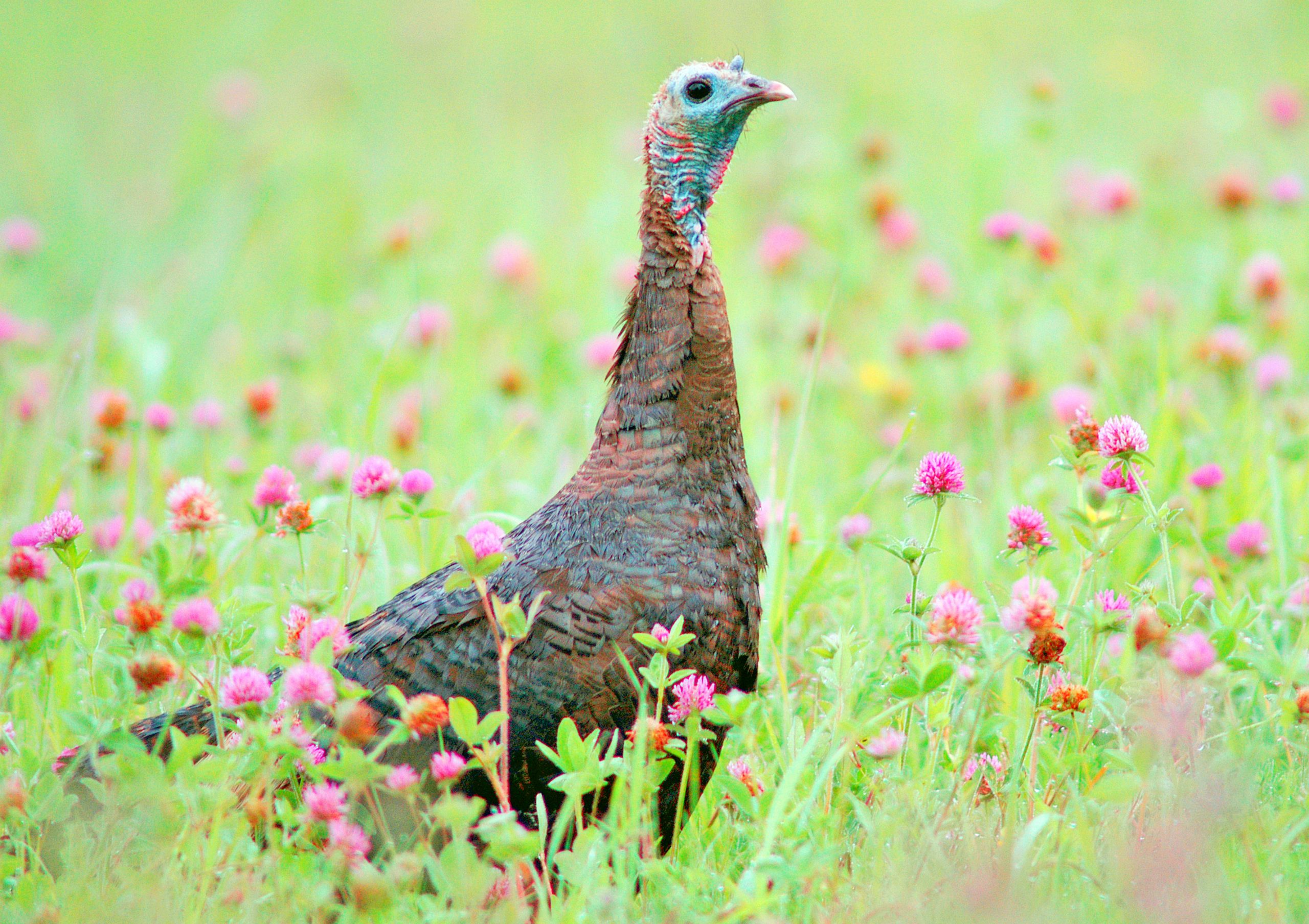 A wild turkey hen stands tall in a grassy clover field.