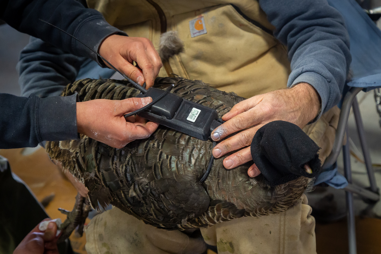 Wild turkey researchers place a VHS-GPS transmitter on a wild turkey.