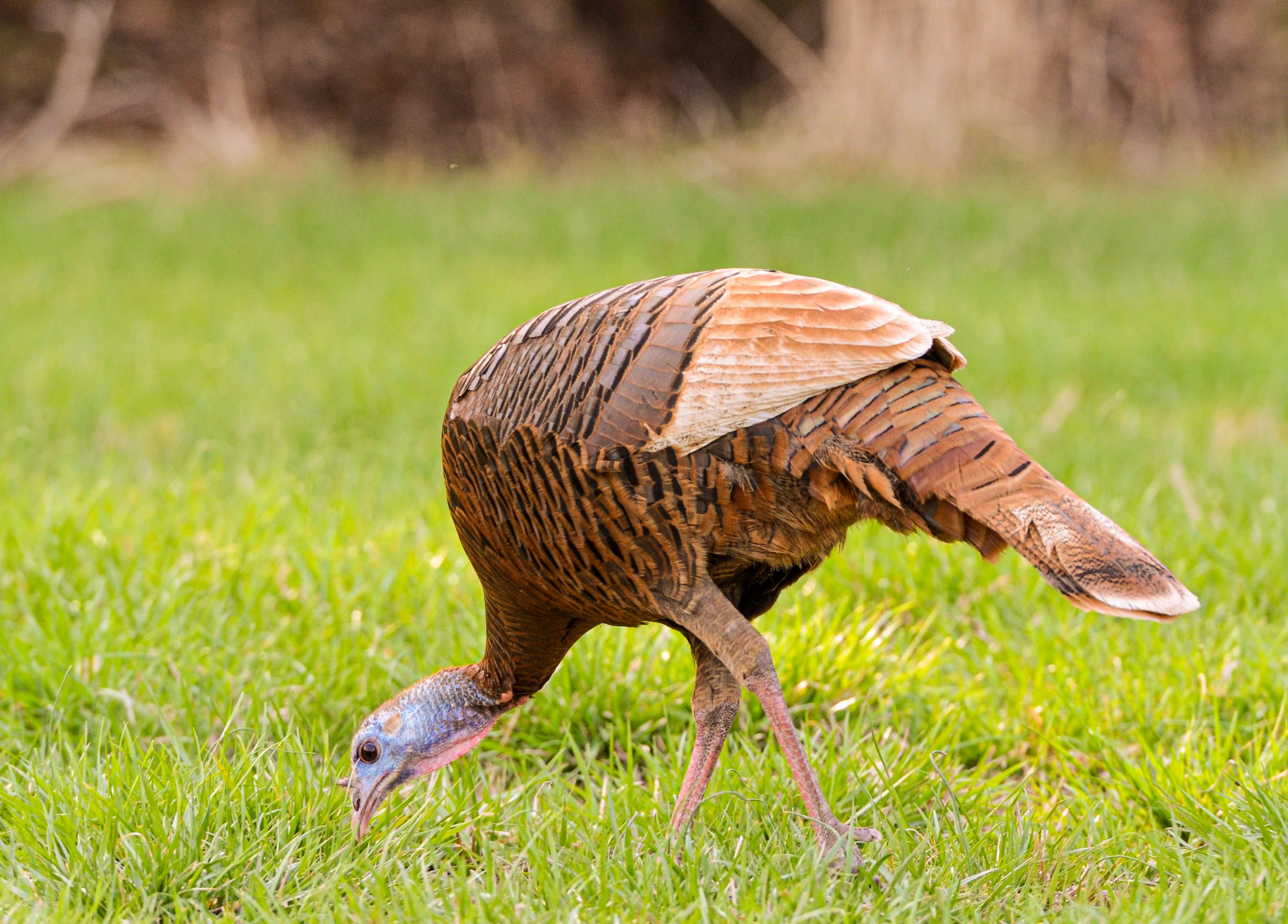 A wild turkey forages in the grass.