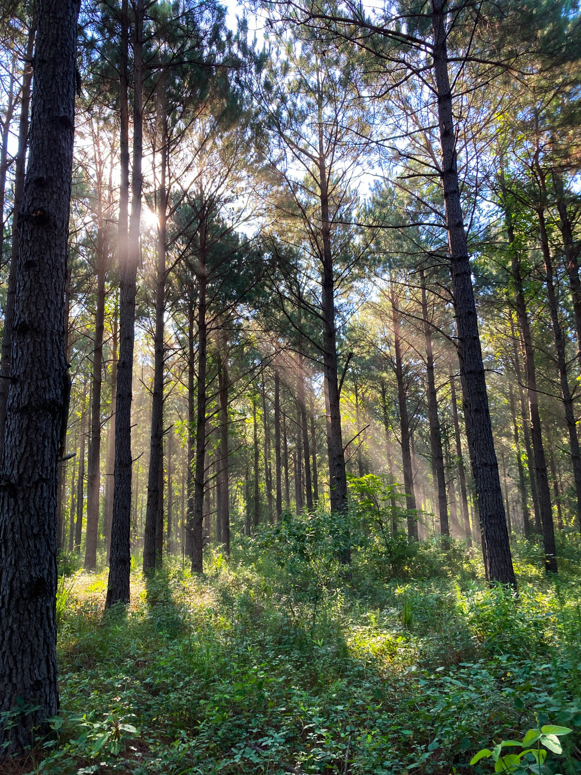 Sunshine cracks through the forest canopy
