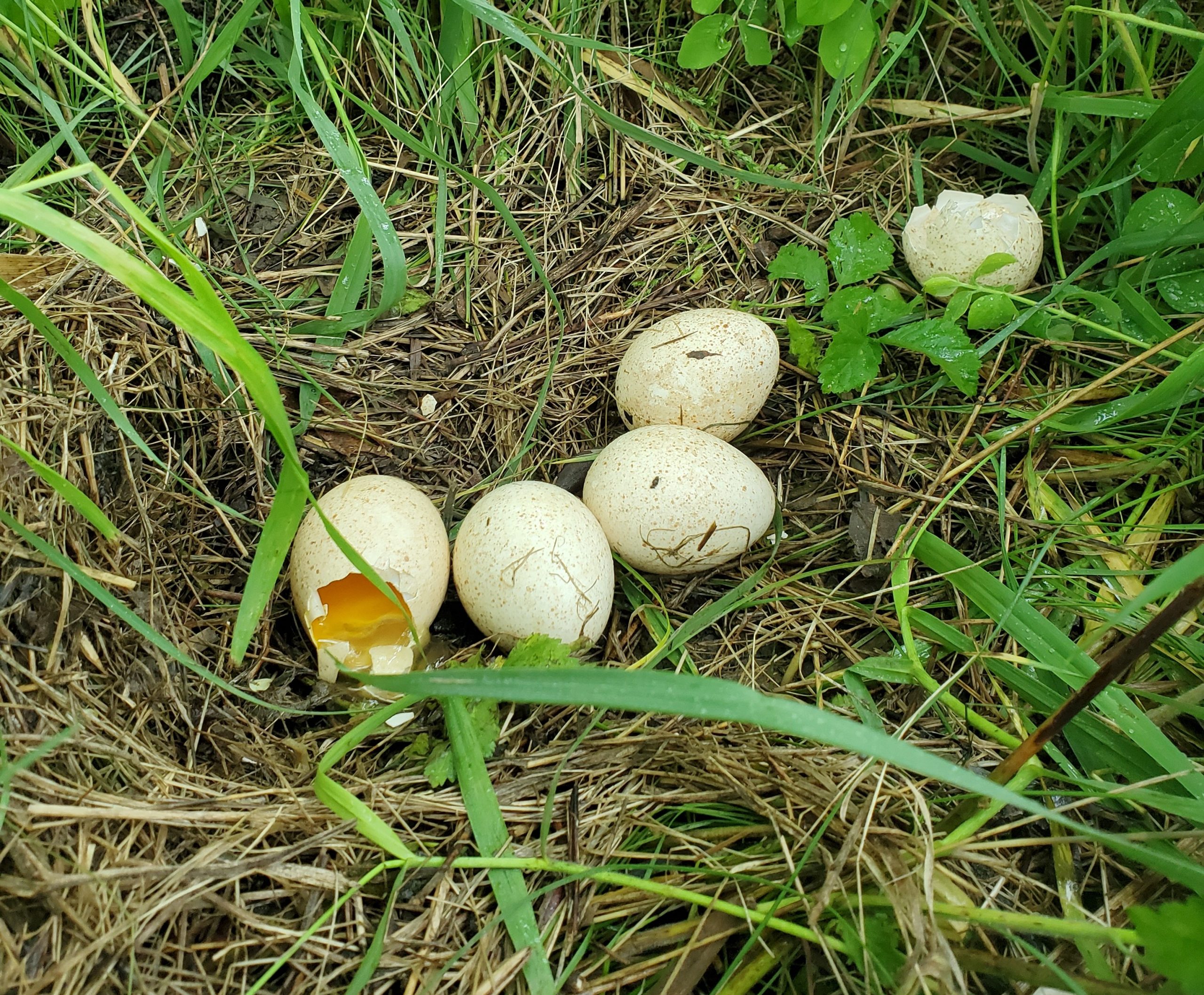 Eggs that have been eaten by predator