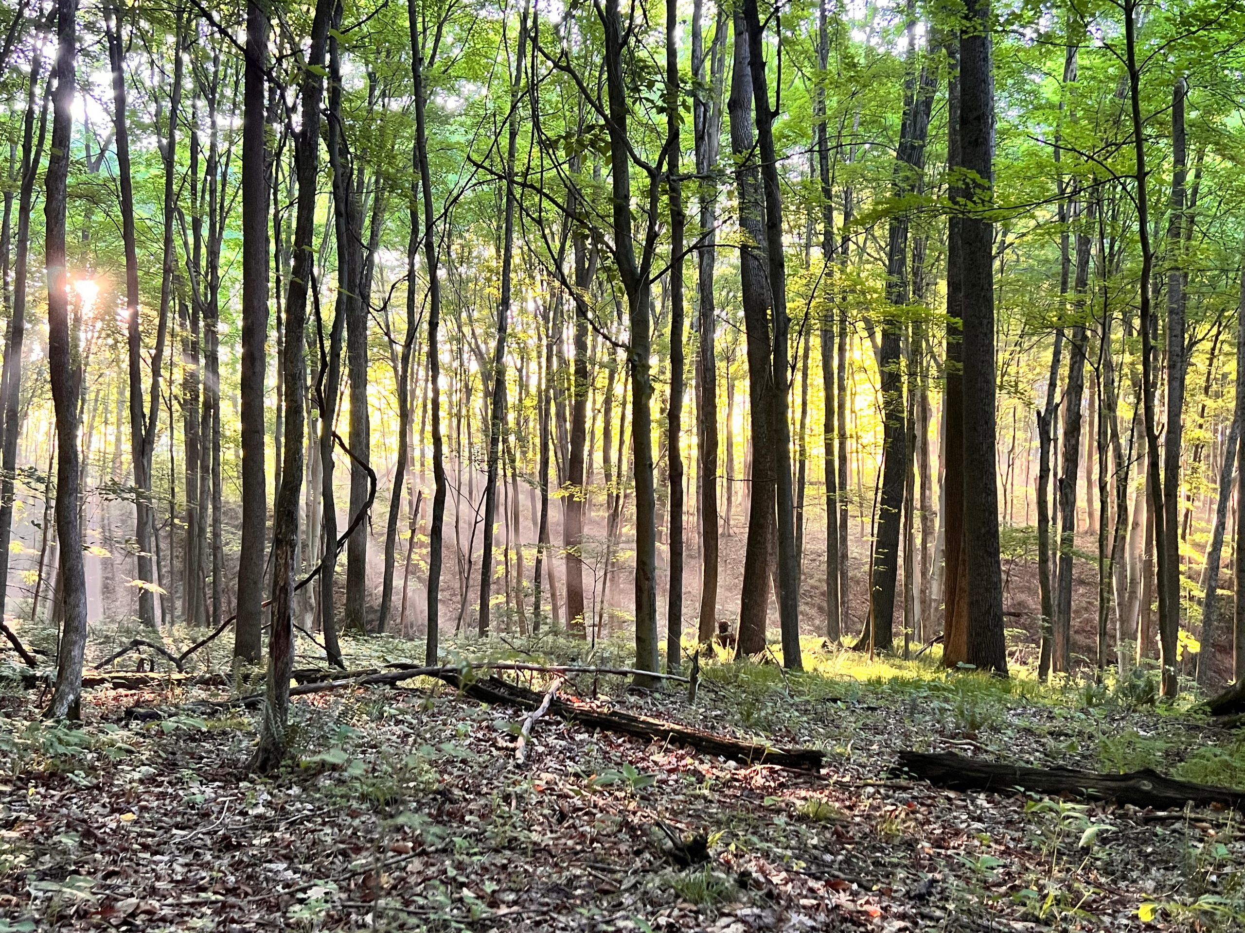 Morning light streaming through the woods