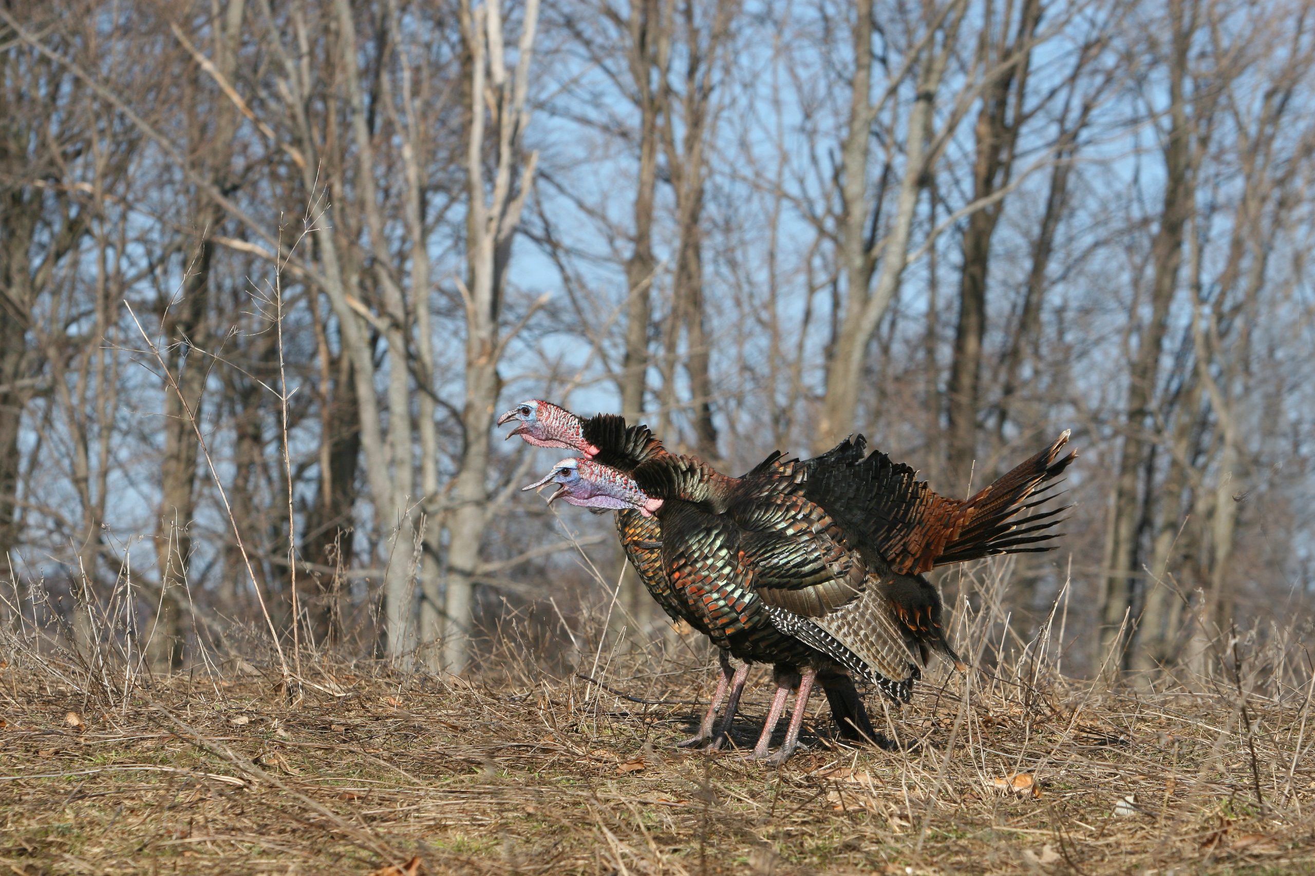 Turkey's gobbling during stick season in the Northeast