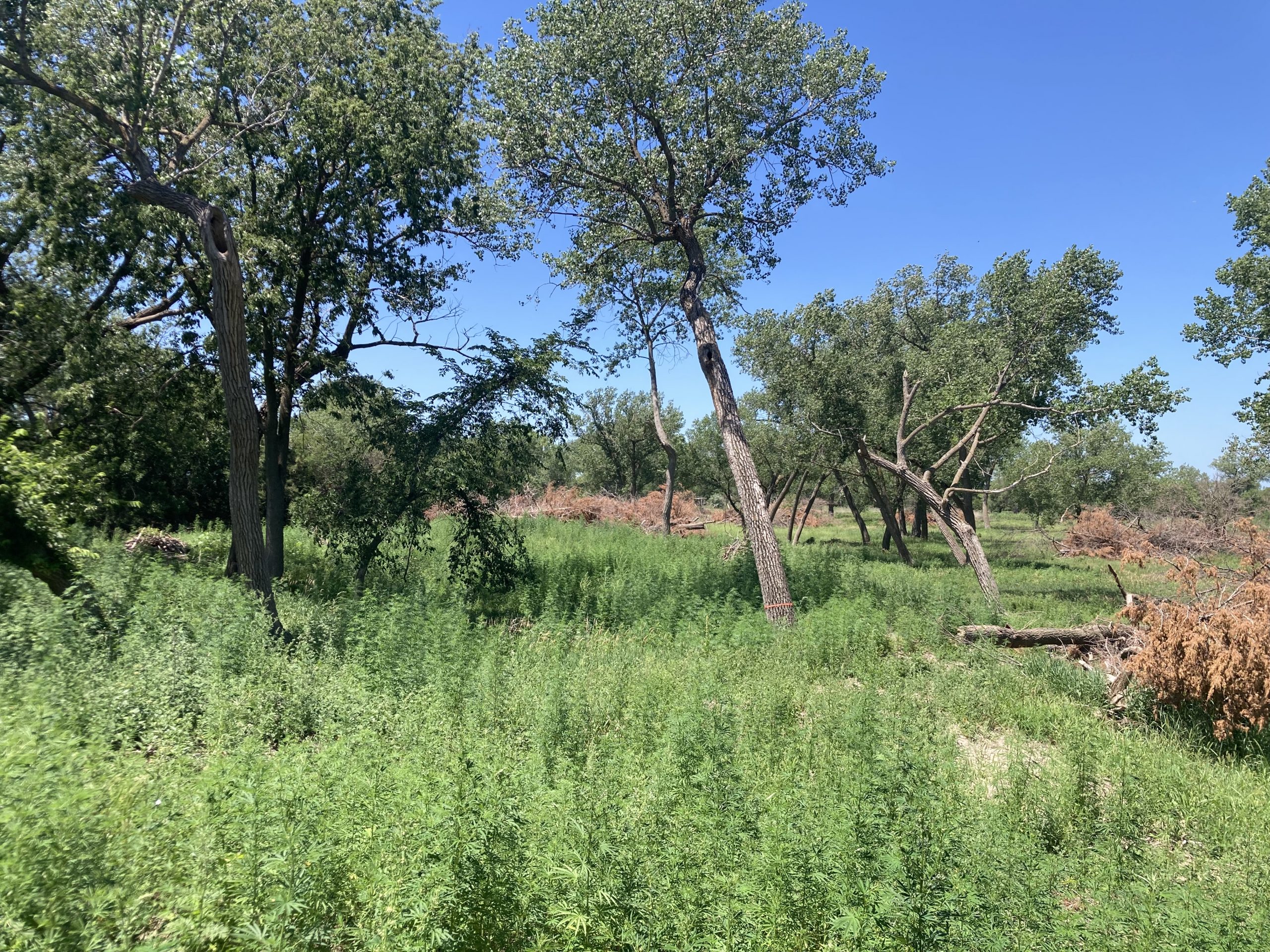 The site after the project was completed