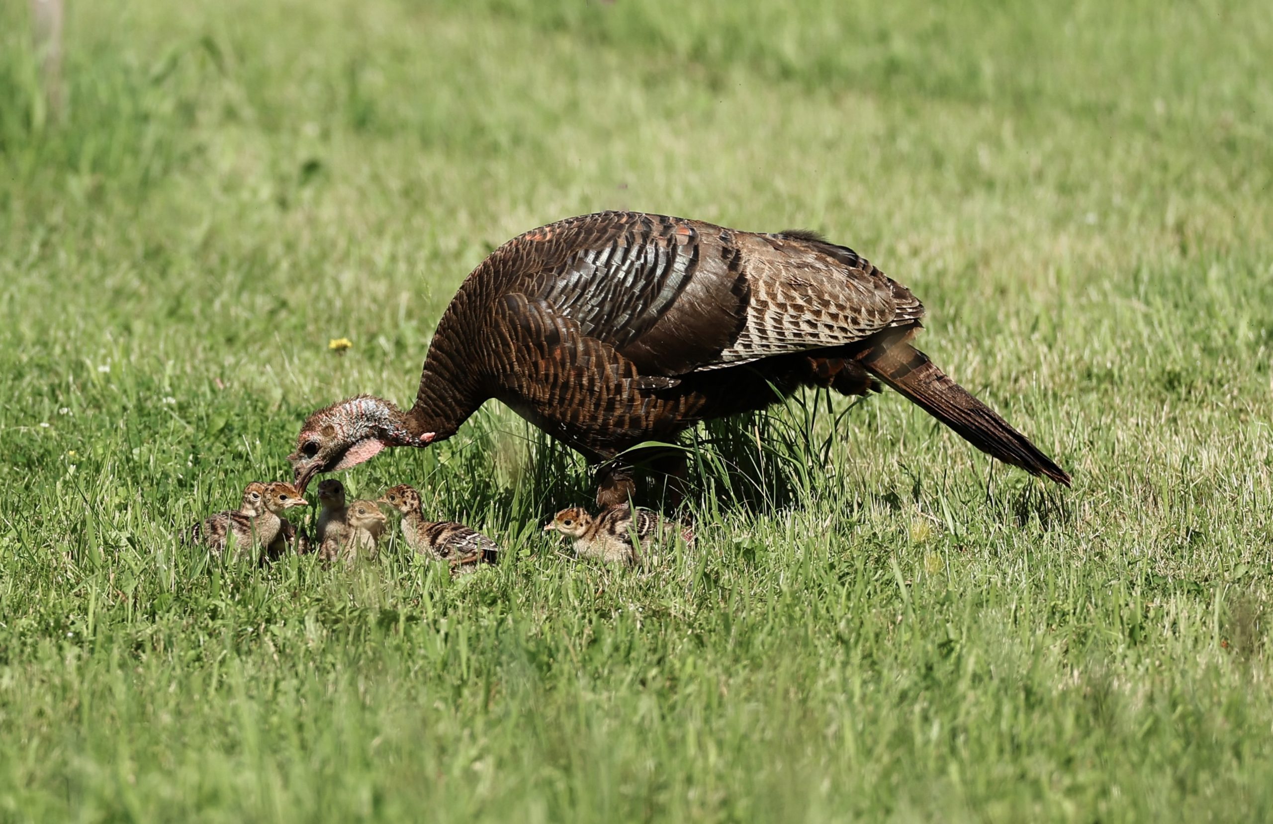 Hen feeding her poults