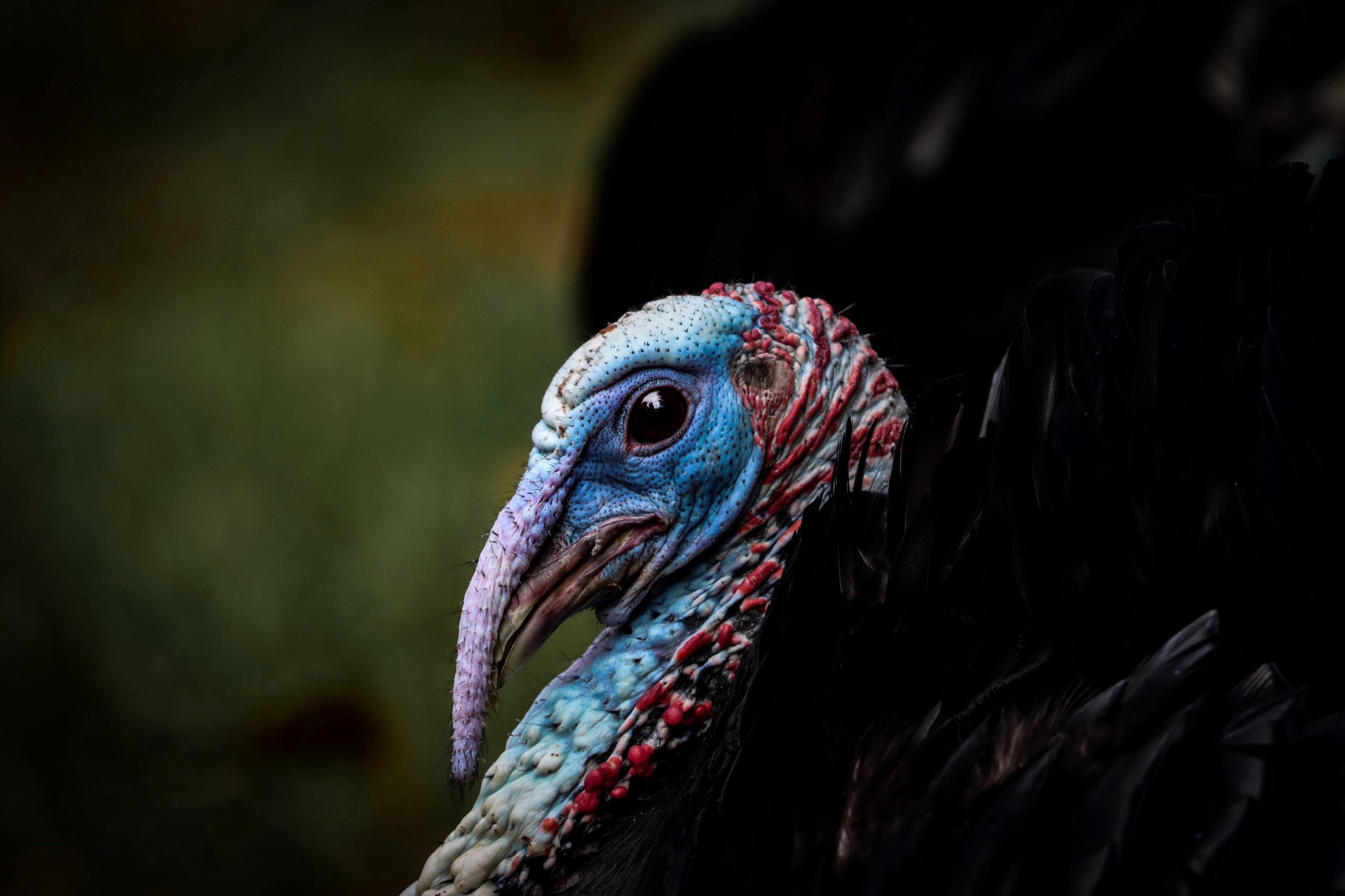 Up close shot of a male wild turkey