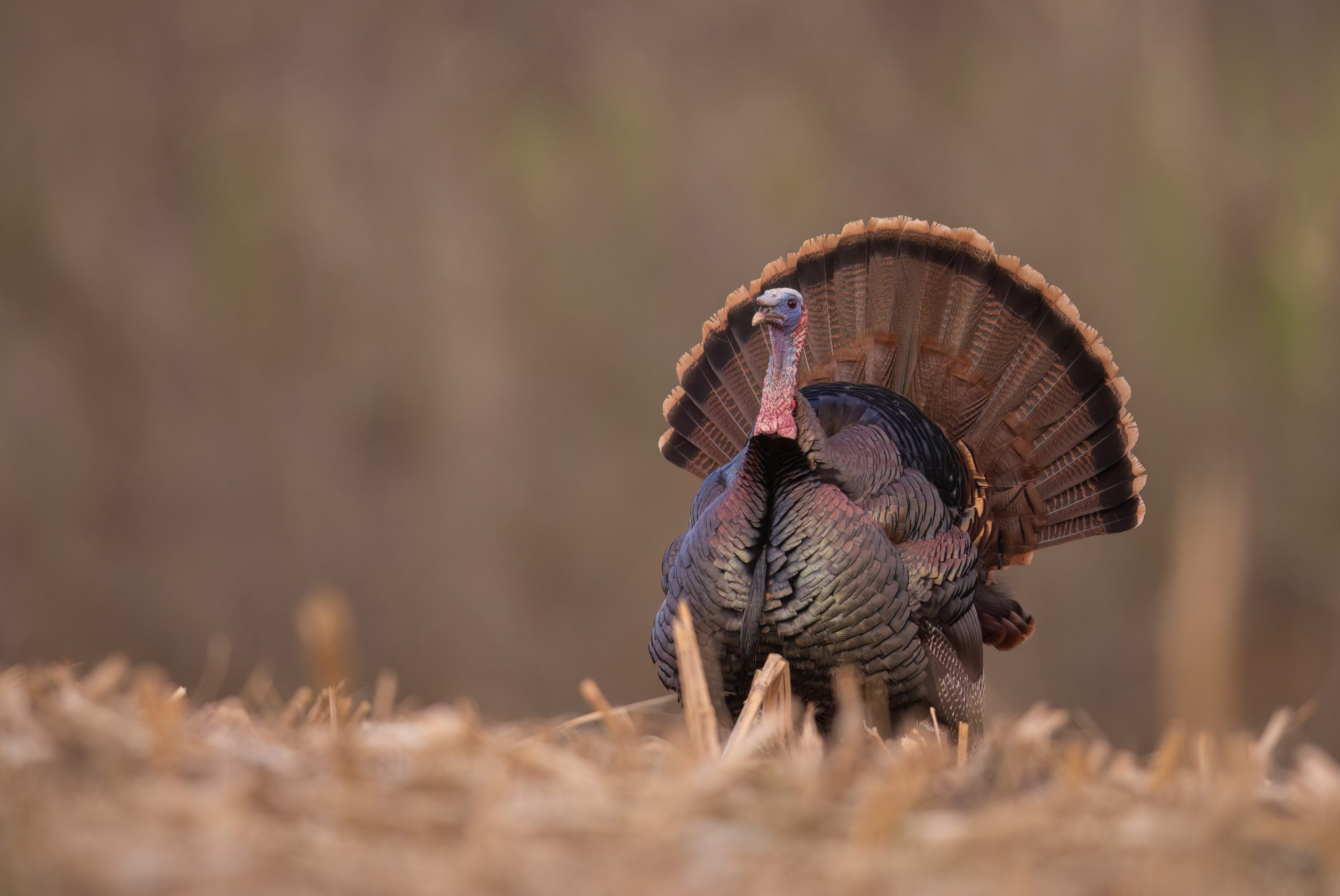 Wild turkey strutting in the fall grass