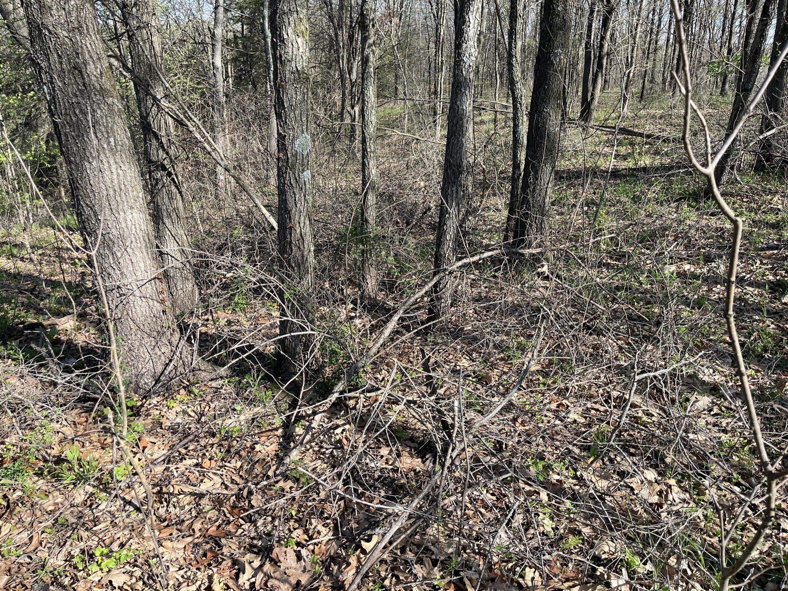 New growth emerges on the forest floor following a recent prescribed burn.