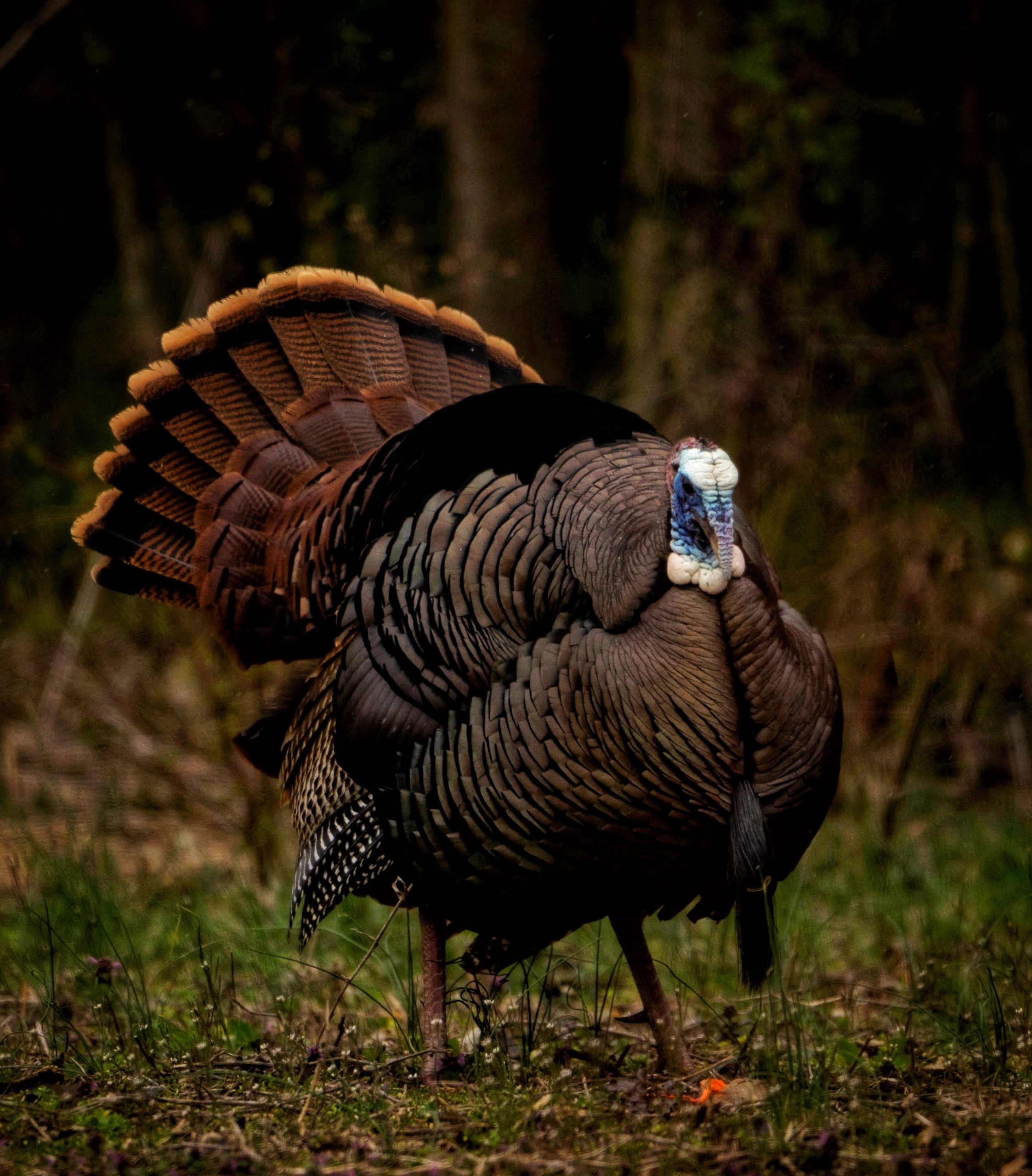 A wild turkey strutting.