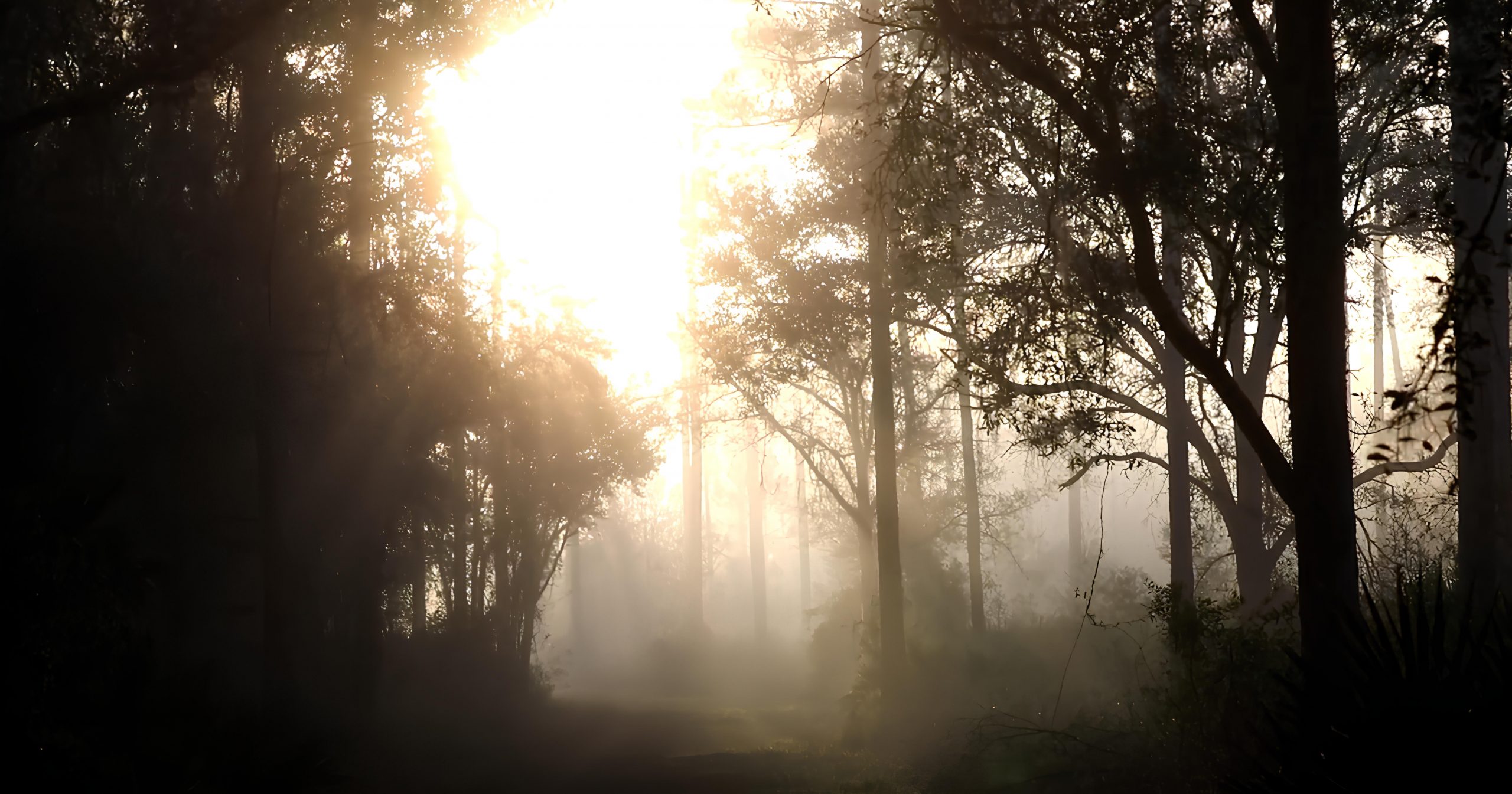 florida sunrise and morning mist on a march turkey hunt