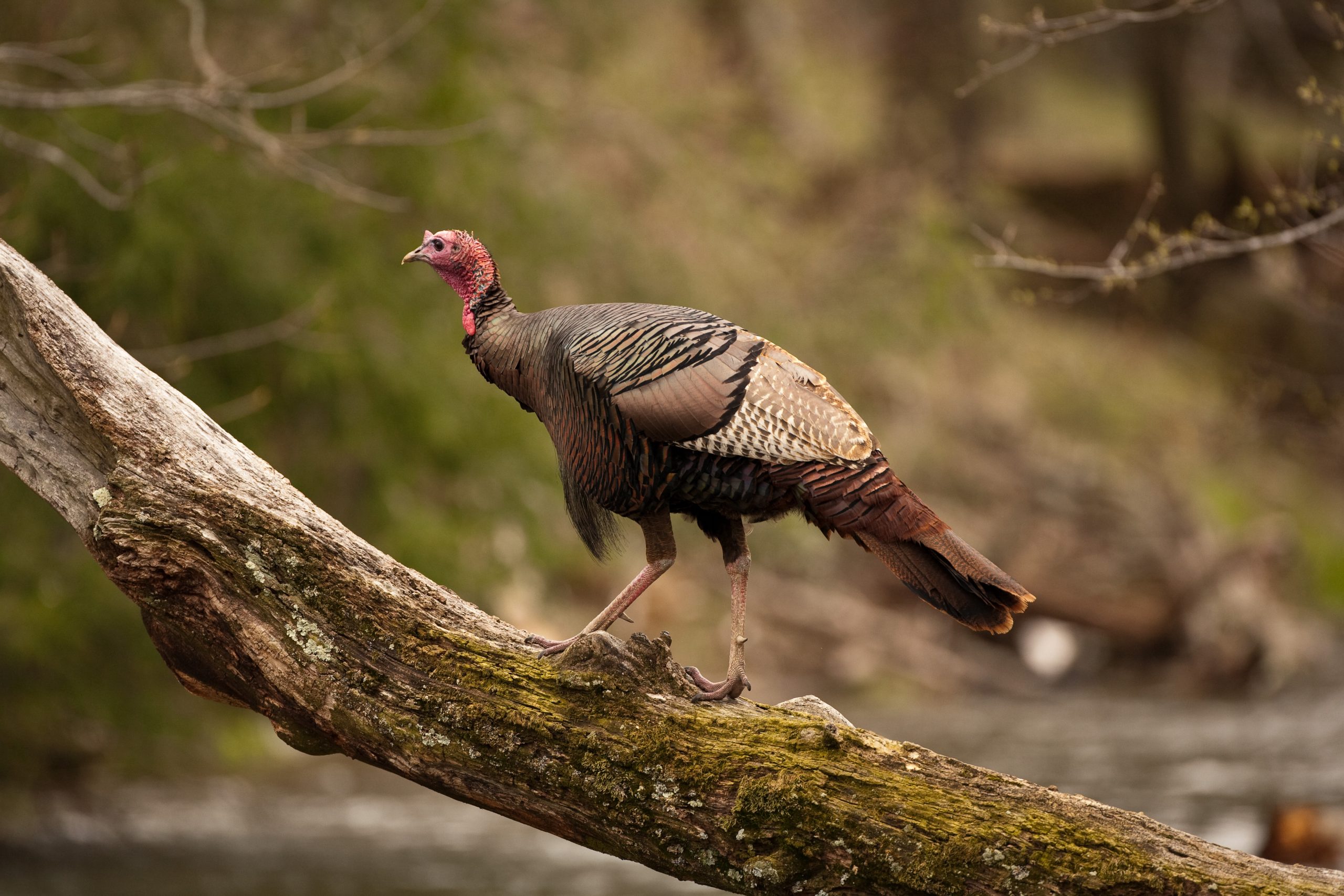 Eastern gobbler walking on a tree branch