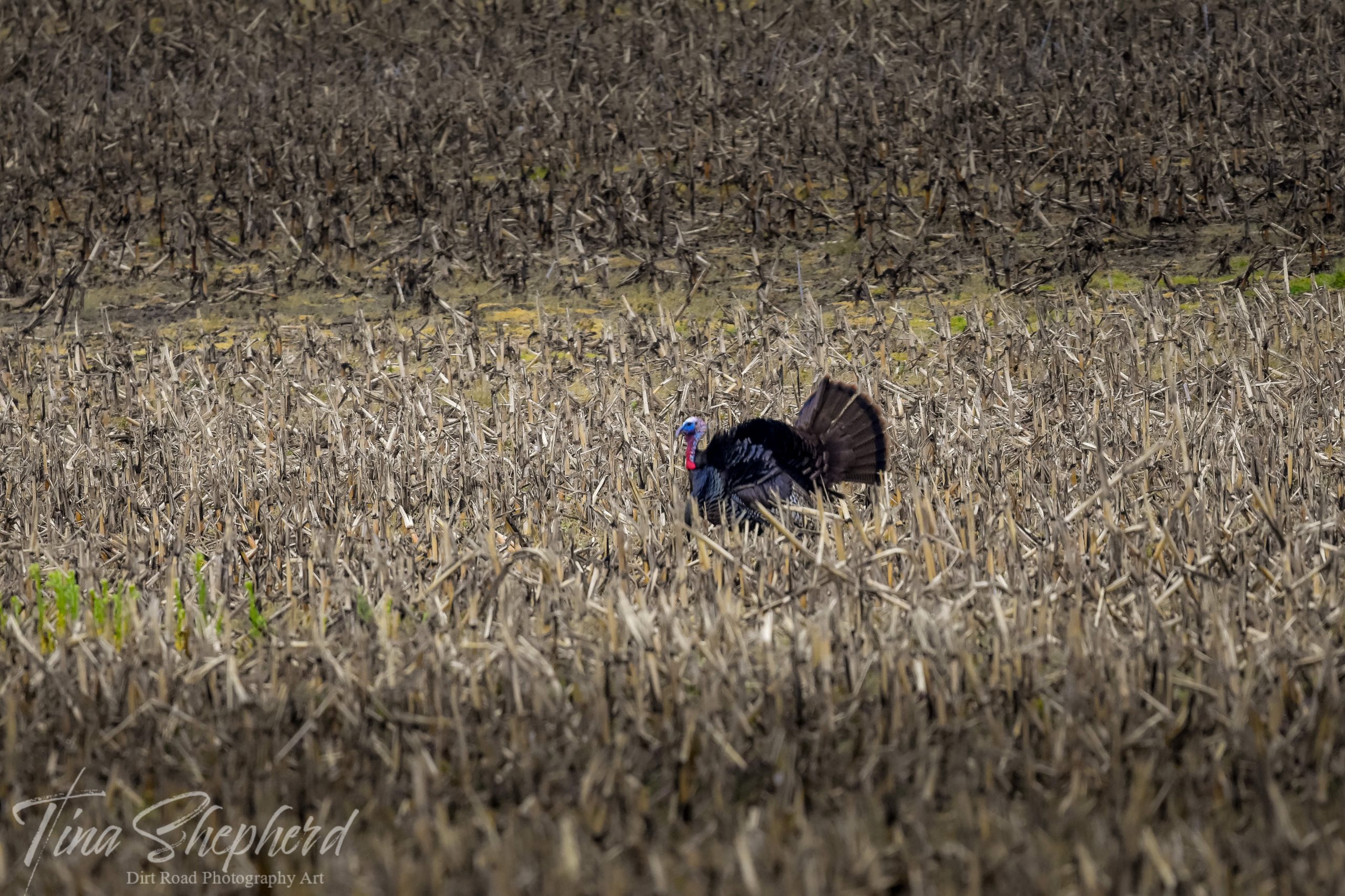 A wild turkey struts through a field.