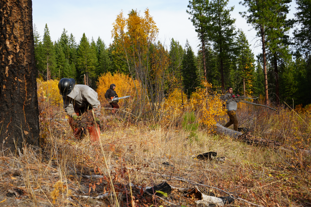 Hand thinning small diameter trees